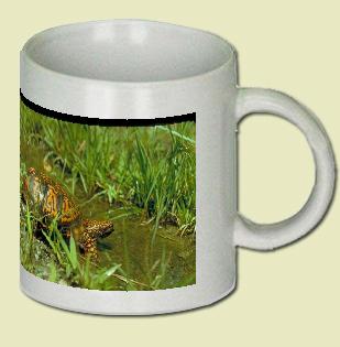 Eastern box turtle Coffee Mug