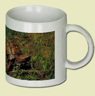 Eastern box turtle Coffee Mug