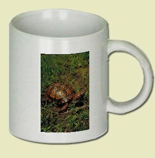 Eastern box turtle Coffee Mug