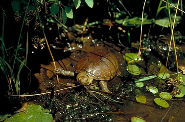 Mud turtle