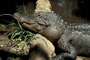 American alligator picture