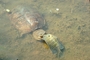 Common snapping turtle picture