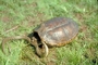 Common snapping turtle picture