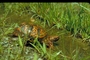 Eastern box turtle picture