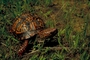 Eastern box turtle picture