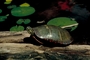 Eastern painted turtle picture