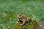 Fowler's toad picture