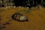 Musk Turtle picture