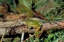 Pine Barrens tree frog picture