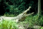 Saltwater crocodile picture