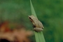 Spring peeper tree frog picture