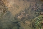 Wood frog picture