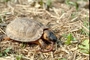 Wood turtle picture