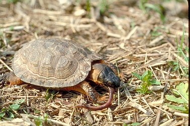 Wood turtle