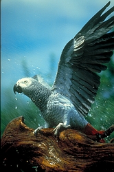 African gray parrot