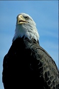 Bald eagle T-Shirt