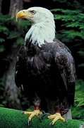 Bald eagle T-Shirt