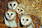 Barn Owl Poster