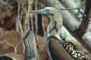 Blue-footed booby Poster