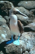 Blue-footed booby Poster