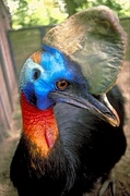 Cassowary Poster