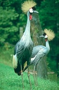 Crowned Crane Magnet