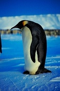 Emperor penguin Poster