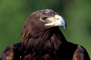 Golden eagle Magnet