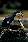 Great cormorant Poster