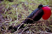 Great frigatebird T-Shirt