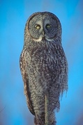 Great gray owl T-Shirt