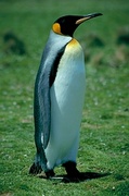 King penguin Poster