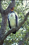 King vulture Magnet