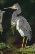 Louisiana heron Poster