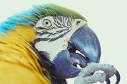 Macaw Poster