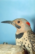 Male flicker Magnet