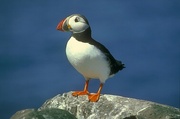 Puffin Poster