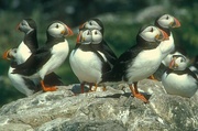 Puffin Magnet