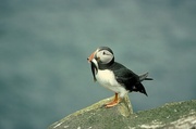 Puffin T-Shirt