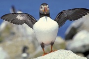 Puffin Poster