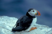 Puffin Poster