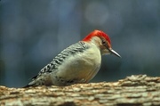 Red-bellied woodpecker Magnet