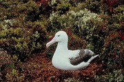 Royal Albatross Poster