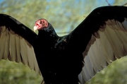 Turkey vulture Poster