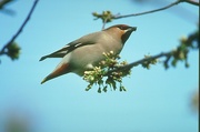 Waxwing T-Shirt