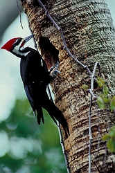 Pileated woodpecker