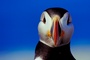 Atlantic puffin picture