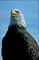 Bald eagle picture