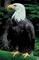 Bald eagle picture