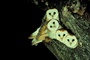 Barn Owl picture